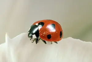 Punctata: 7-spot Ladybird on white petal