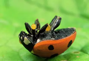 Defence: 7-spot Ladybirds - on back, autobleeding