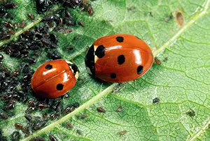 Punctata: 7-spot Ladybirds - feeding on aphids