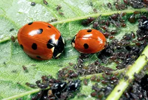 Punctata: 7-spot Ladybirds - feeding on aphids
