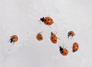 Masse: 7-spot ladybirds gathered en masse in the snow