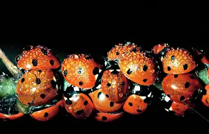Ladybirds: 7 Spot Ladybirds - group covered in water drops