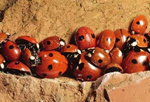 Hibernating: 7-spot Ladybirds - hibernating