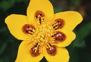 Marigolds: 7-spot Ladybirds - on Marsh Marigold