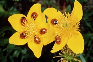 Clusters: 7-spot Ladybirds - on Marsh Marigold