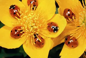 Marigolds: 7-spot Ladybirds - on Marsh Marigold
