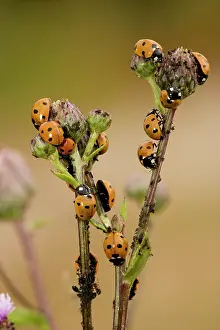 Devouring: 7-spot ladybirds - voraciously devouring aphids