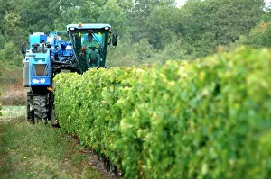 Located: Most of the 700 hectares of vineyards are located
