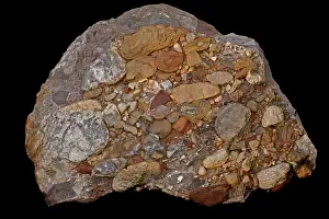 Conglomerate: 80178938 Leesburg Conglomerate Rock - sedimentary