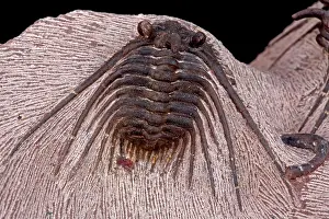 Trilobite: 80178939 Fossil Trilobite - Devonian, I harder formation
