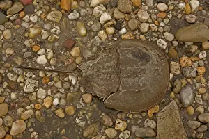 Coming: 80178946 Atlantic Horseshoe Crab - coming ashore