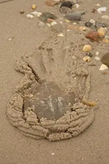 Coming: 80178947 Atlantic Horseshoe Crab - coming ashore