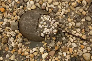 Coming: 80178948 Atlantic Horseshoe Crab - coming ashore