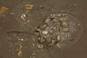 Coming: 80178949 Atlantic Horseshoe Crab - coming ashore