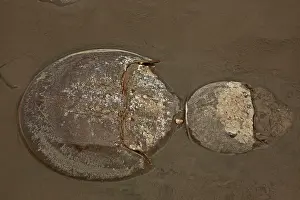 Coming: 80178950 Atlantic Horseshoe Crab - coming ashore