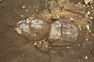 Coming: 80178951 Atlantic Horseshoe Crab - coming ashore