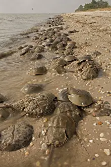 Coming: 80178952 Atlantic Horseshoe Crab - coming ashore
