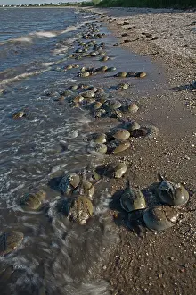 Coming: 80178953 Atlantic Horseshoe Crab - coming ashore