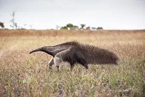 Geoff Trinder: 80178986 Giant Anteater Guyana, South America Myrmecophaga