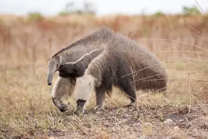 Geoff Trinder: 80178987 Giant Anteater Guyana, South America Myrmecophaga