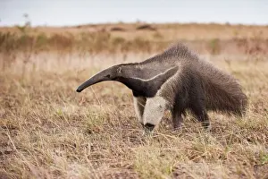 Geoff Trinder: 80178988 Giant Anteater Guyana, South America Myrmecophaga