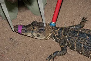 Geoff Trinder: 80178989 Black Caiman - being measured for research
