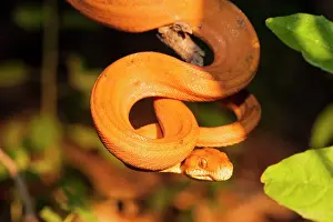 Hanging: 80178990 Amazon Tree Boa - hanging from branch Guyana