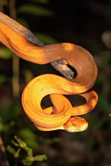 Hanging: 80178991 Amazon Tree Boa - hanging from branch Guyana