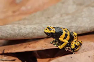 Geoff Trinder: 80178992 Yellow Banded Poison Dart Frog - on forest