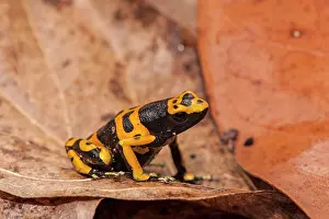 Geoff Trinder: 80178993 Yellow Banded Poison Dart Frog - on forest