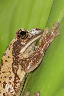 Geoff Trinder: 80178994 Common Milk Frog - close up of head Guyana