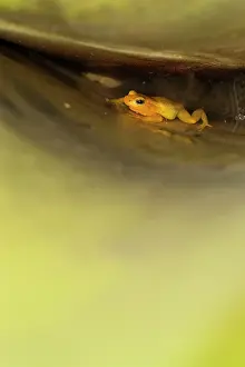 Geoff Trinder: 80178995 Golde Frog - spends whole life in giant