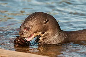 Geoff Trinder: 80178996 Giant Otter - close up of head - with fish