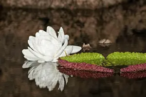 Victoria: 80178997 Giant Water Lily - close up Guyana Victoria