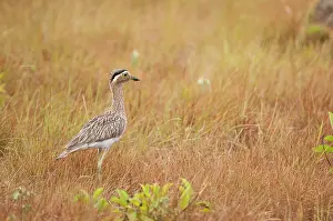 Double: 80178998 Double-striped Thick-knee - alert posture