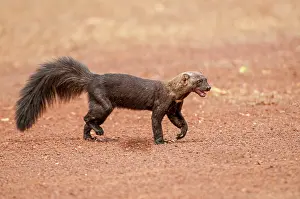 Geoff Trinder: 80178999 Tayra - with mouth open Guyana, South America