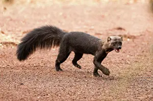 Geoff Trinder: 80179000 Tayra - with mouth open Guyana, South America