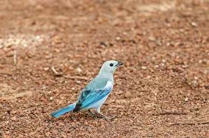 Geoff Trinder: 80179001 Blue-gray Tanager - on ground Guyana Thraupis