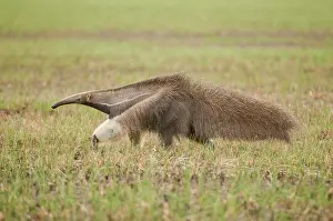 Geoff Trinder: 80179003 Giant Anteater Guyana, South America Myrmecophaga