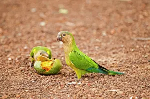 Geoff Trinder: 80179004 Brown Throated Parrot - on ground with