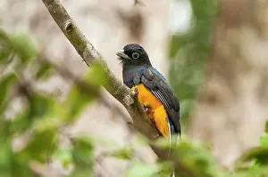 Amazonian: 80179007 Amazonian Violaceous Trogon - perched on