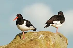 Oystercatcher: 80179023 Oystercatcher - pair on rock Orkney, UK