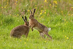 Orkney: 80179026 Brown Hare - interaction between two Orkney