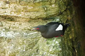Guillemot: 80179027 Black Guillemot - sitting on rock bill