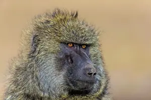 Papio: 80179034 Olive Baboon - male portrait Masai Mara