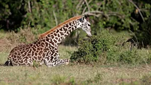 Browsing: 80179035 Giraffe - browsing a small bush while sitting