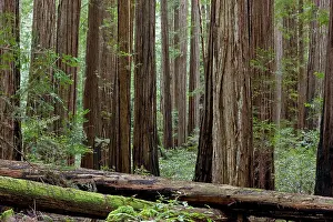 Avenue: 80179083 Coast Redwood / Giant Redwood Trees - with