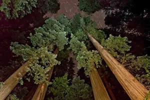 Avenue: 80179084 Coast Redwood / Giant Redwood Trees - at
