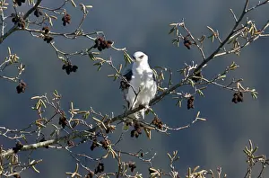 Alder: 80179085 White-tailed Kite - perched in White Alder