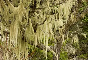 Beard: 80179088 Beard Lichens - festooning Shore Pine (Pinus